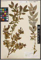 Foto von Salix triandra L.